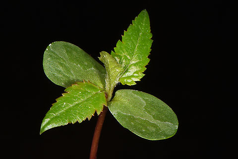 Eriolobus trilobatus seedling  Eriolobus trilobatus
