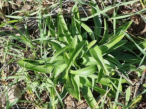 Anacamptis sancta  Anacamptis sancta,Geotagged,Israel,Winter