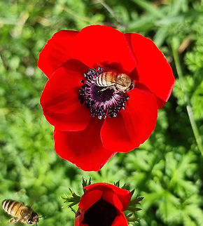 Anemone coronaria  Anemone coronaria,Geotagged,Israel,Poppy anemone,Winter