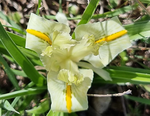 Palestine Iris
