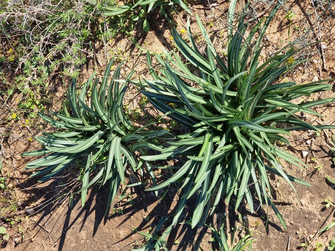 Vagaria parviflora  Geotagged,Israel,Vagaria parviflora,Winter
