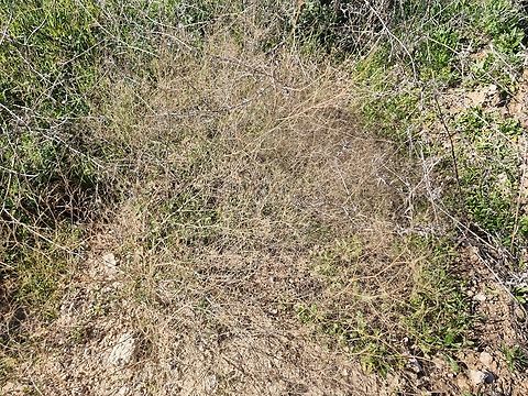 Gypsophila capillaris  Geotagged,Gypsophila capillaris,Israel,Winter