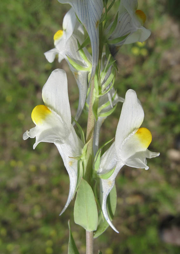 Linaria reflexa  Morocco, near Fes Geotagged,Linaria reflexa,Morocco,Spring