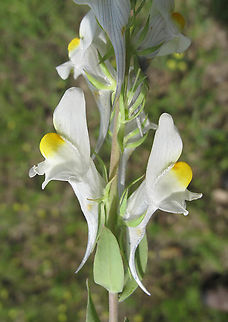 Linaria reflexa  Morocco, near Fes Geotagged,Linaria reflexa,Morocco,Spring