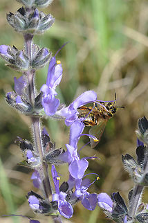 Salvia lanigera  Salvia lanigera
