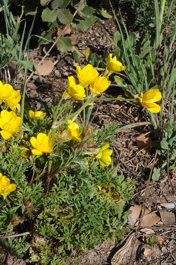 Ranunculus chondrodes Medium Atlas Geotagged,Morocco,Ranunculus chondrodes,Spring