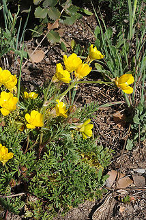 Ranunculus chondrodes Medium Atlas Geotagged,Morocco,Ranunculus chondrodes,Spring