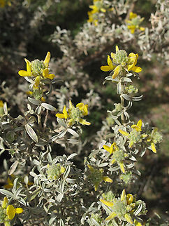 Adenocarpus bacquei Morocco: S Medain Atlas Adenocarpus bacquei