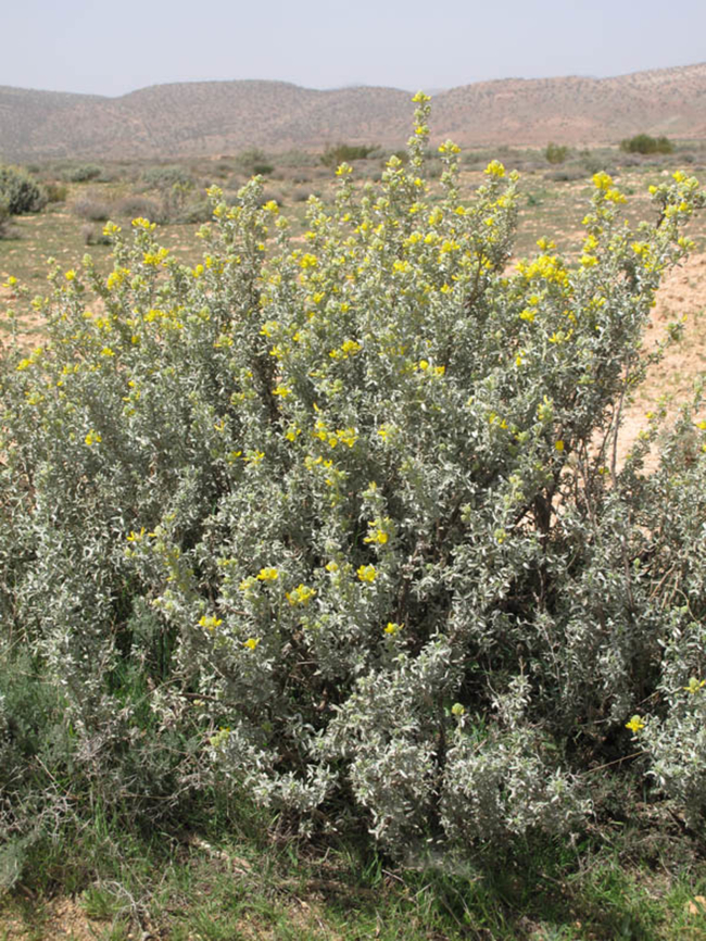 Adenocarpus bacquei Morocco: S Medain Atlas Adenocarpus bacquei