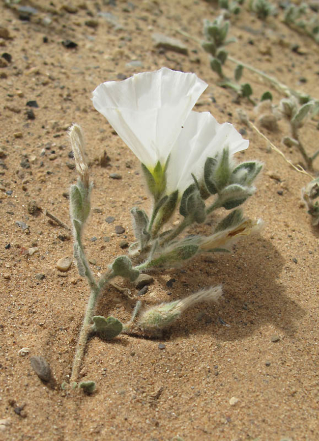 Convolvulus supinus Morocco : Merzuga Convolvulus supinus,Geotagged,Morocco,Spring