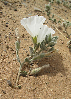 Convolvulus supinus Morocco : Merzuga Convolvulus supinus,Geotagged,Morocco,Spring