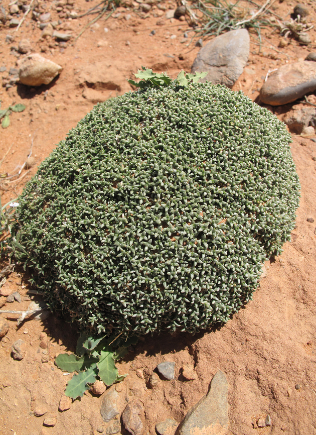 Anabasis aretioides Morocco- E of Tinegdad Anabasis aretioides,Geotagged,Morocco,Spring
