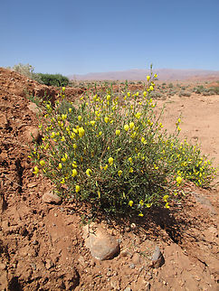 Ononis angustissima Morocco- E of Tinegdad Geotagged,Morocco,Ononis angustissima,Spring