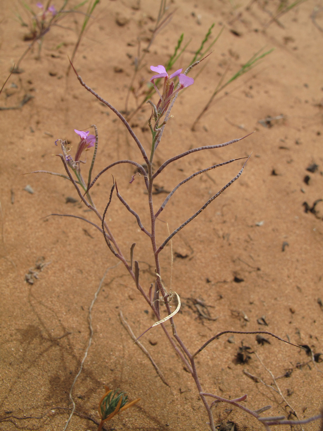 Malcolmia triloba Morocco: N of Essaouira Geotagged,Malcolmia triloba,Morocco,Spring
