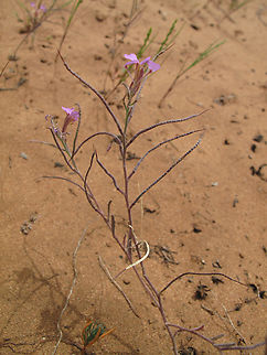 Malcolmia triloba Morocco: N of Essaouira Geotagged,Malcolmia triloba,Morocco,Spring