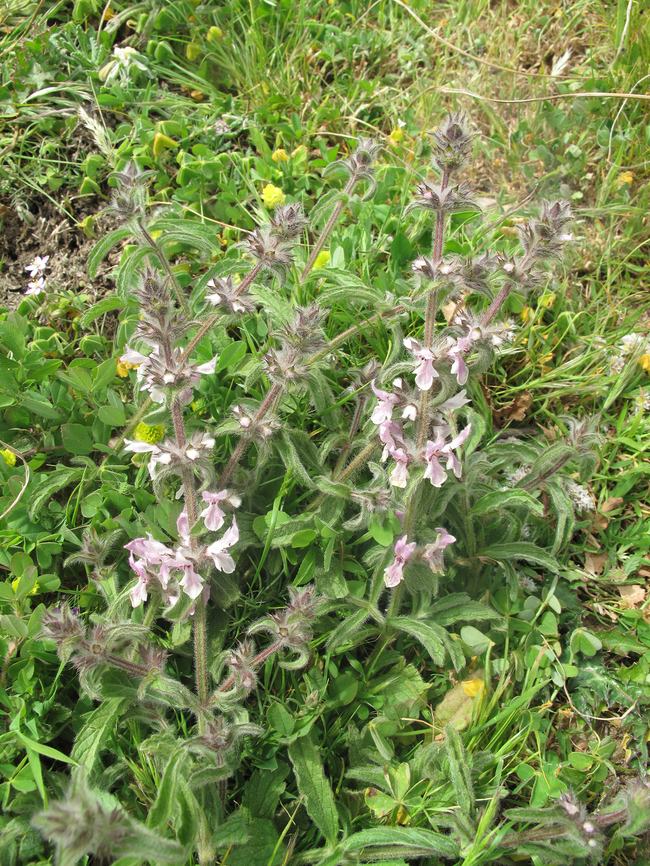 Stachys arenaria Morocco: N of Essaouira Geotagged,Morocco,Spring,Stachys arenaria