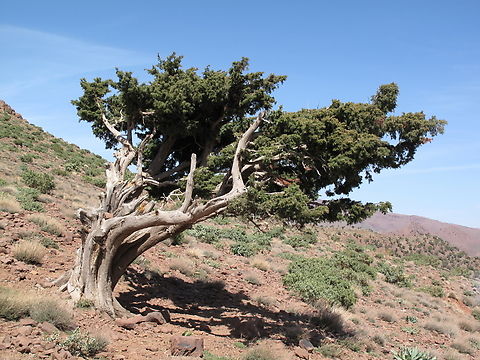 Juniperus oxycedrus Morocco: S Atlas Mts Juniperus oxycedrus,Prickly juniper