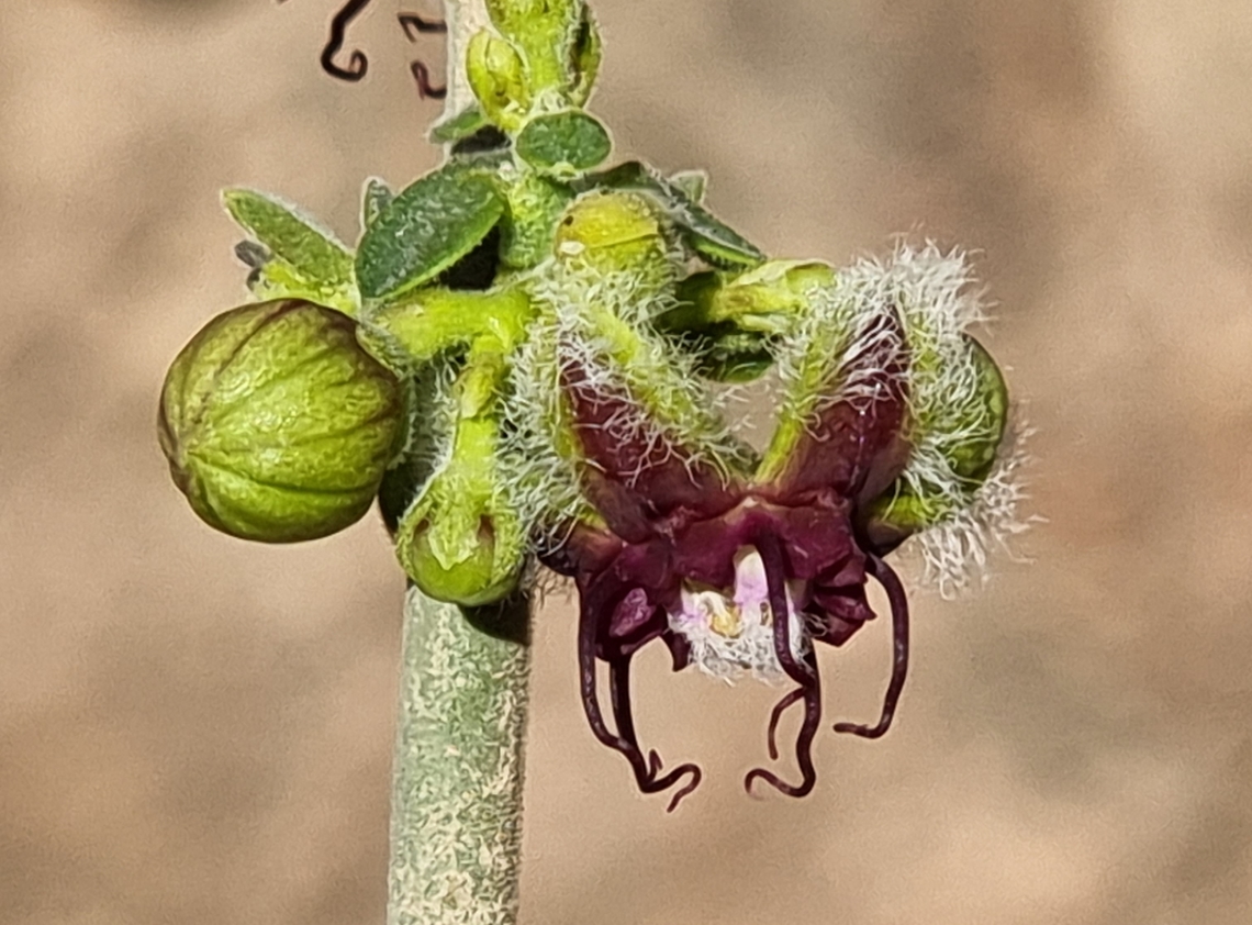 Periploca aphylla  Geotagged,Israel,Periploca aphylla,Winter