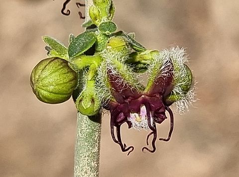 Periploca aphylla  Geotagged,Israel,Periploca aphylla,Winter