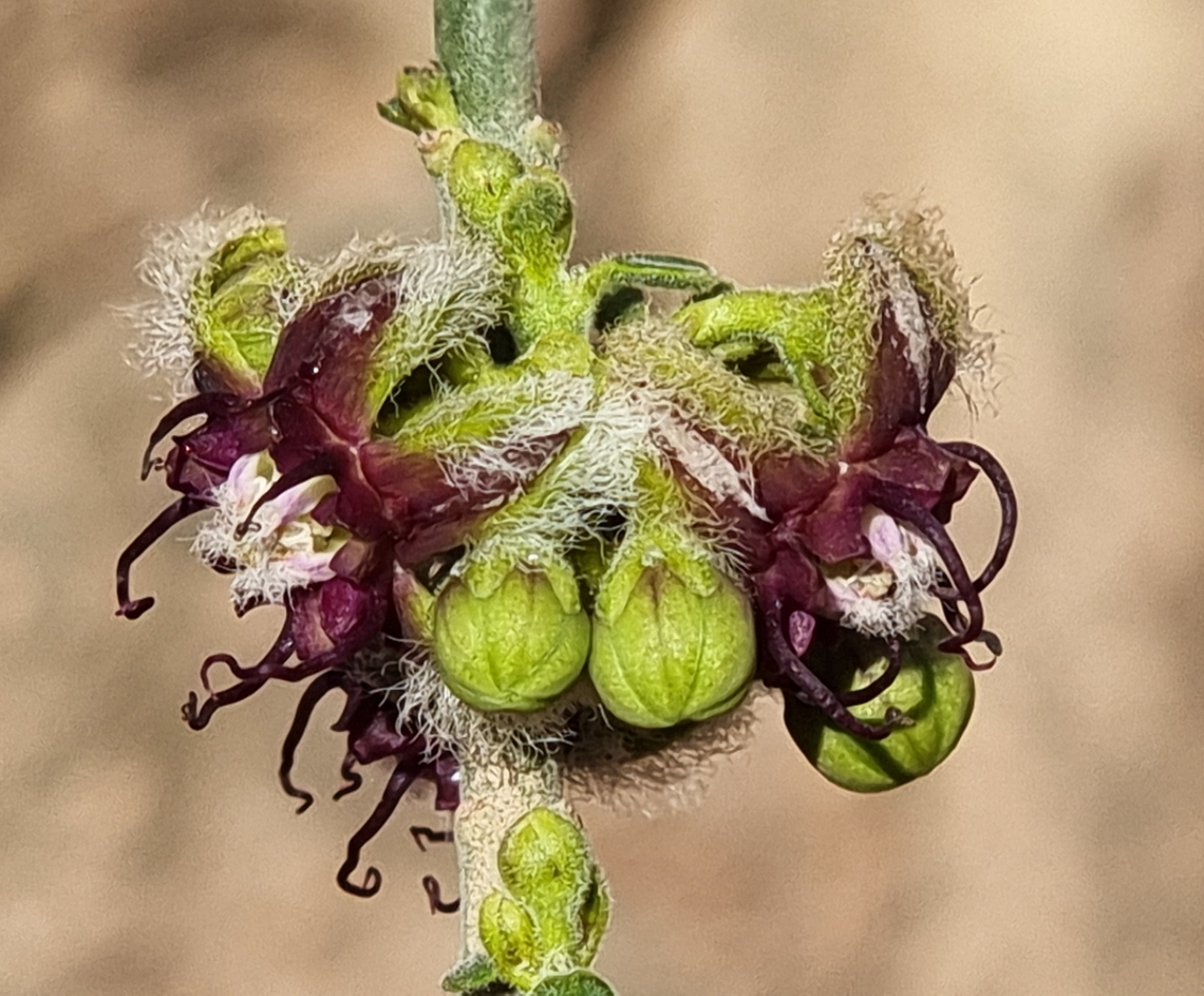 Periploca aphylla  Geotagged,Israel,Periploca aphylla,Winter