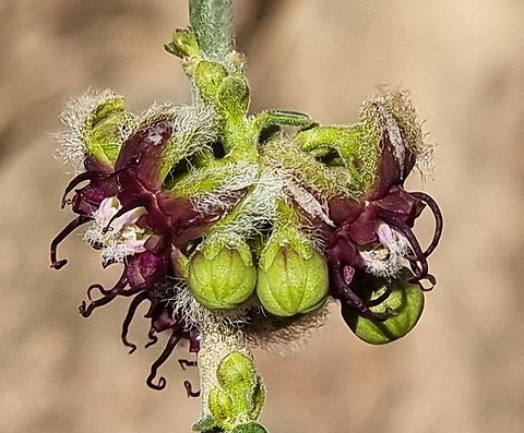 Periploca aphylla  Geotagged,Israel,Periploca aphylla,Winter