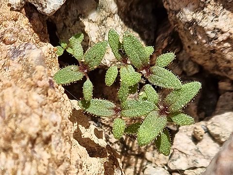 Anticharis glandulosa  Anticharis glandulosa,Geotagged,Israel,Winter