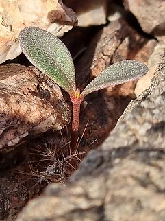 Cometes abyssinica seedling  Cometes abyssinica,Geotagged,Israel,Winter