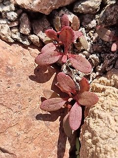 Rumex cyprius  Geotagged,Israel,Rumex cyprius,Winter