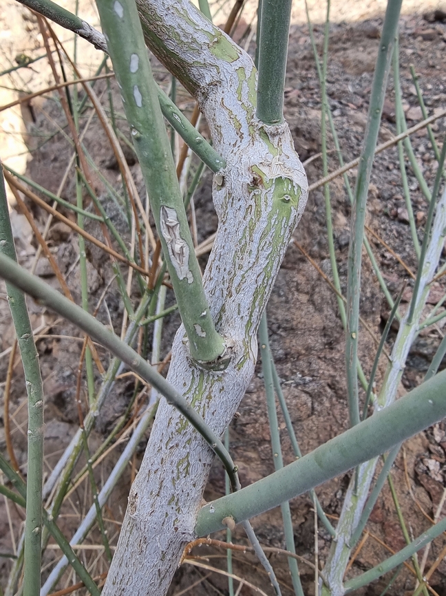 Periploca aphylla  Geotagged,Israel,Periploca aphylla,Winter