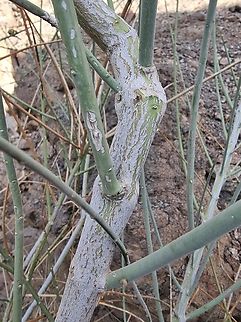 Periploca aphylla  Geotagged,Israel,Periploca aphylla,Winter