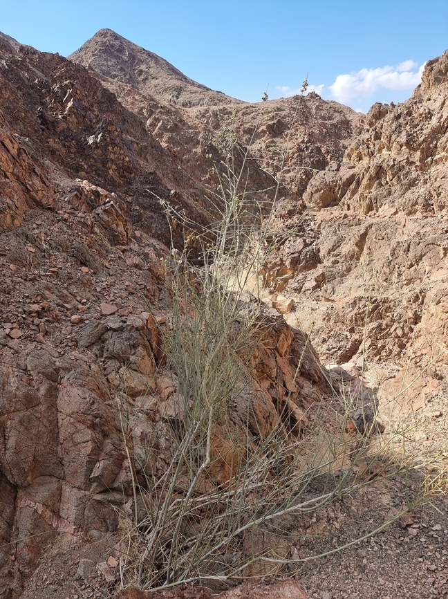 Periploca aphylla  Geotagged,Israel,Periploca aphylla,Winter