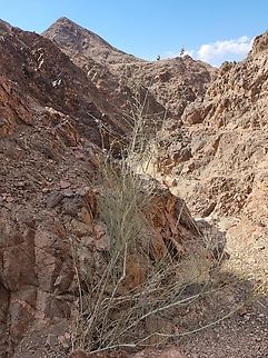 Periploca aphylla  Geotagged,Israel,Periploca aphylla,Winter