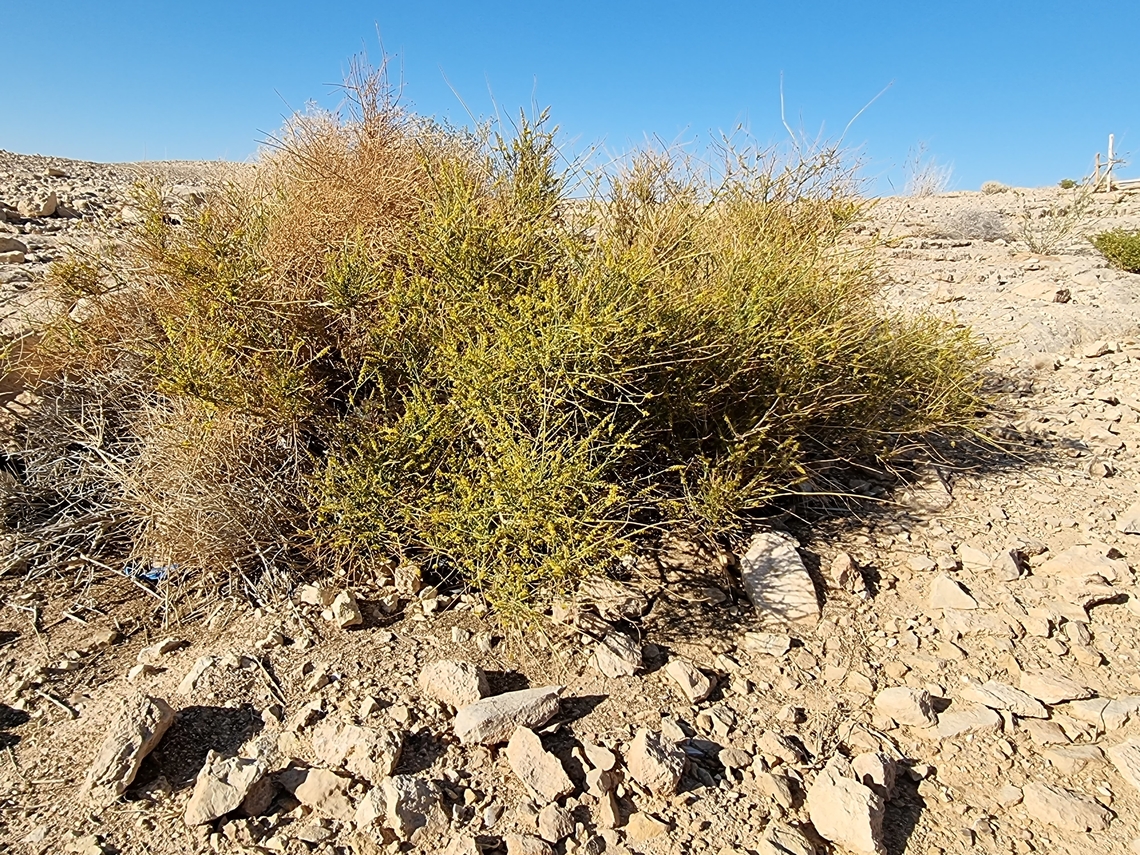 Ochradenus baccatus  Ochradenus baccatus