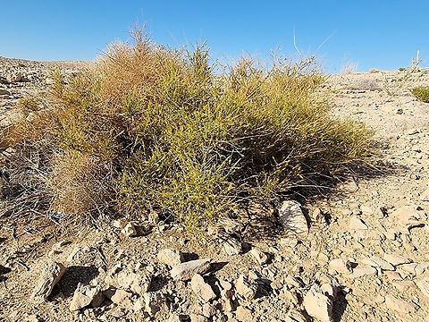 Ochradenus baccatus  Ochradenus baccatus