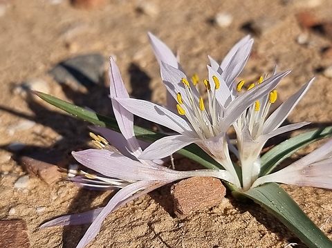 Colchicum ritchii  Colchicum ritchii,Egyptian Autumn Crocus,Geotagged,Israel,Winter