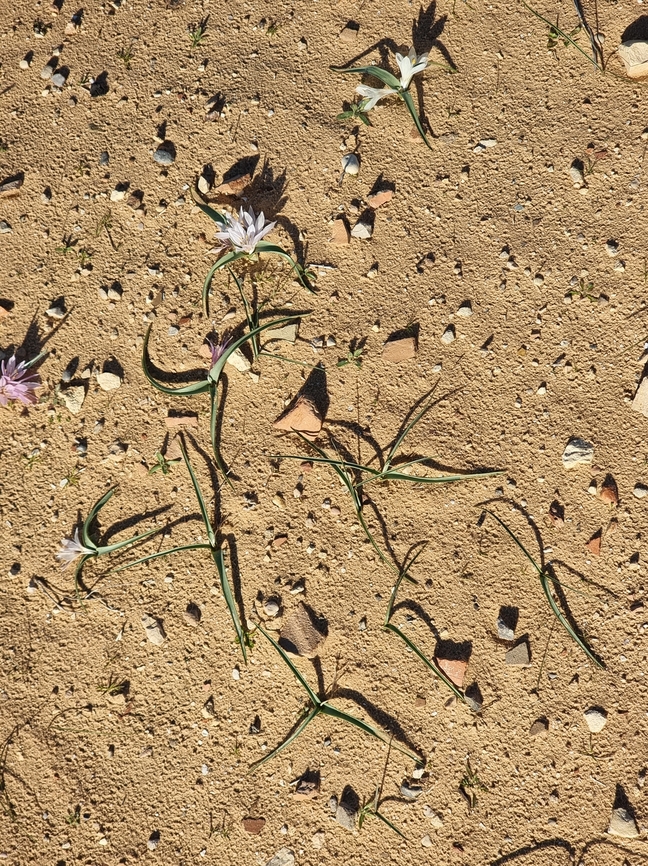 Colchicum ritchii  Colchicum ritchii,Egyptian Autumn Crocus,Geotagged,Israel,Winter