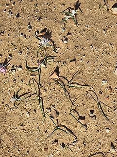 Colchicum ritchii  Colchicum ritchii,Egyptian Autumn Crocus,Geotagged,Israel,Winter