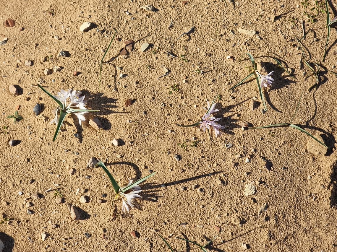 Colchicum ritchii  Colchicum ritchii,Egyptian Autumn Crocus,Geotagged,Israel,Winter