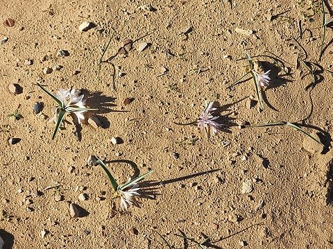 Colchicum ritchii  Colchicum ritchii,Egyptian Autumn Crocus,Geotagged,Israel,Winter