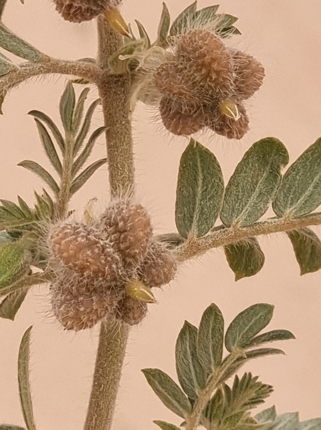 Tribulus mollis  Geotagged,Israel,Tribulus mollis,Winter