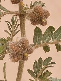 Tribulus mollis  Geotagged,Israel,Tribulus mollis,Winter