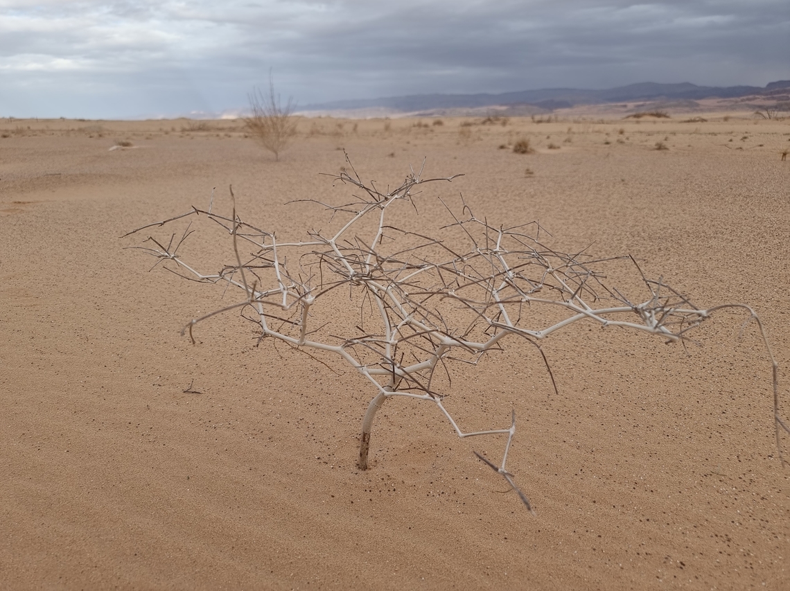 Calligonum comosum, waiting for the rain...  Calligonum comosum,Geotagged,Israel,Winter