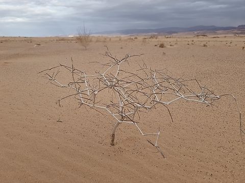 Calligonum comosum, waiting for the rain...  Calligonum comosum,Geotagged,Israel,Winter