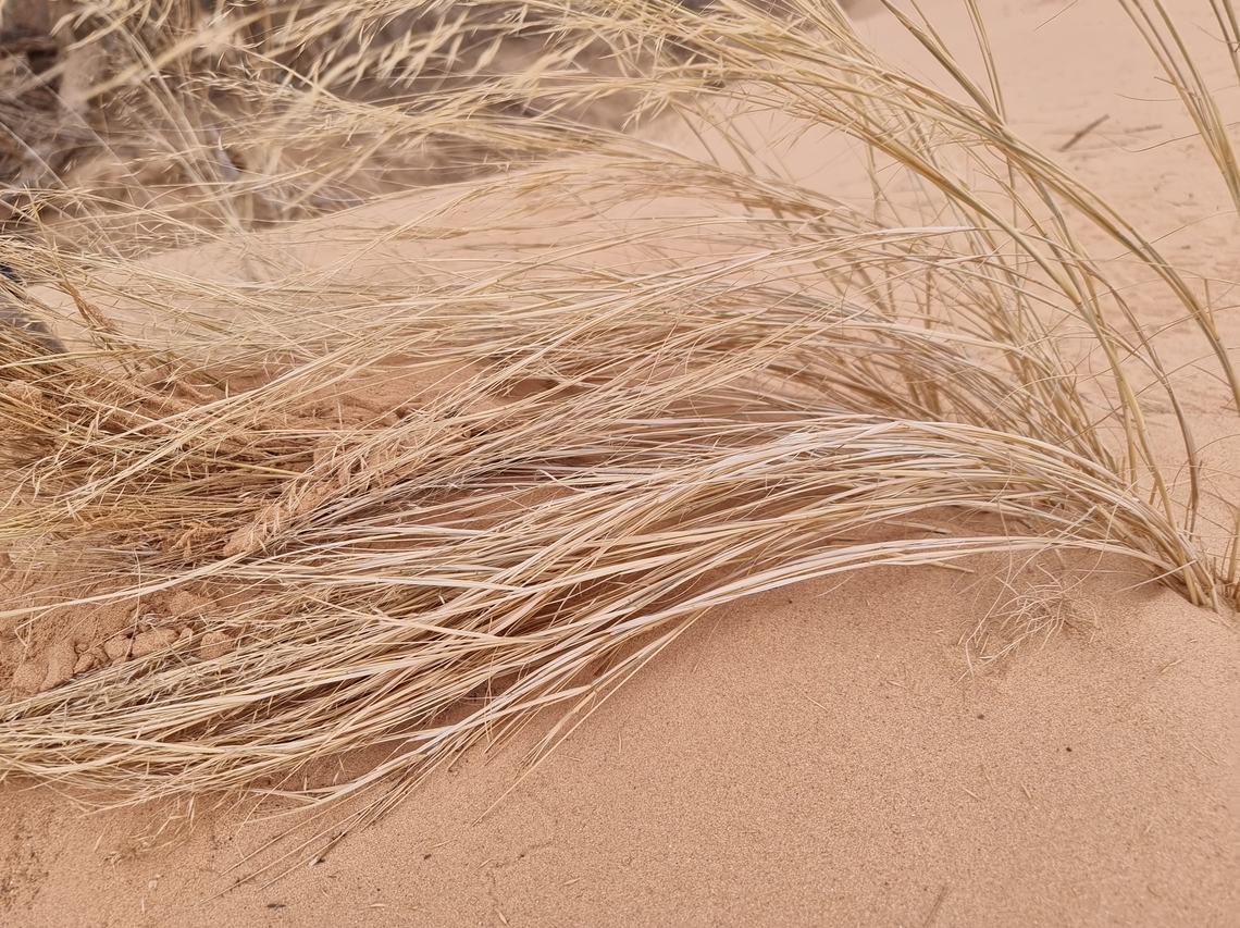 Stipagrostis drarii  Geotagged,Israel,Stipagrostis drarii,Winter