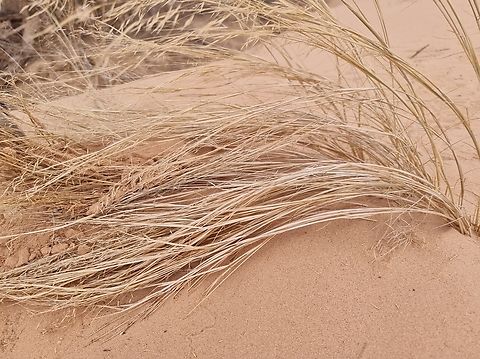 Stipagrostis drarii  Geotagged,Israel,Stipagrostis drarii,Winter