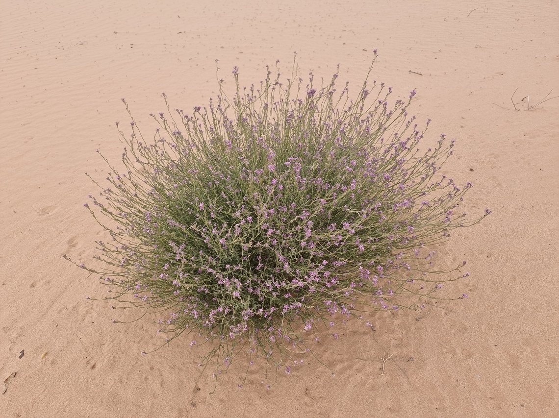 Eremobium lineare  Eremobium lineare,Geotagged,Israel,Winter