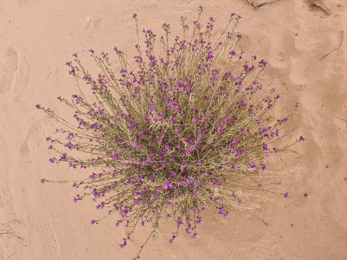 Eremobium lineare  Eremobium lineare,Geotagged,Israel,Winter