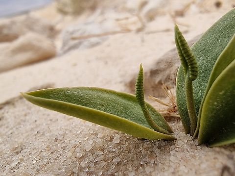 Ophioglossum polyphyllum  Geotagged,Israel,Ophioglossum polyphyllum,Southern Adder's Tongue,Winter