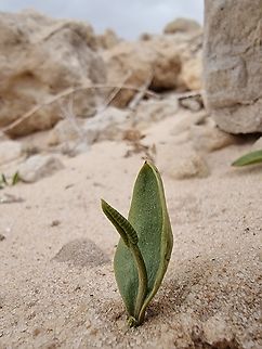 Ophioglossum polyphyllum  Geotagged,Israel,Ophioglossum polyphyllum,Southern Adder's Tongue,Winter