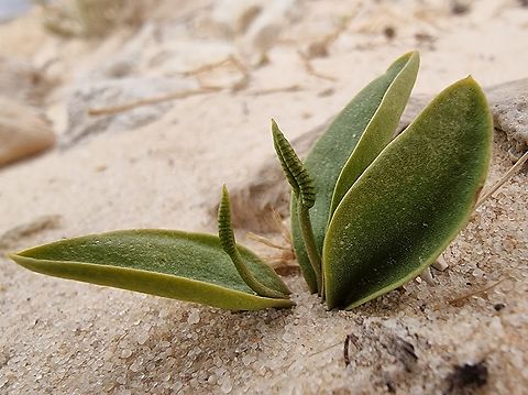 Ophioglossum polyphyllum  Geotagged,Israel,Ophioglossum polyphyllum,Southern Adder's Tongue,Winter